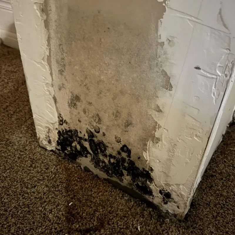 Professional Mold Removal in Castroville, TX